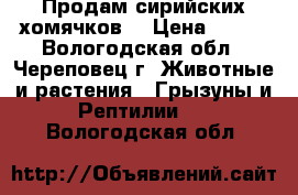 Продам сирийских хомячков  › Цена ­ 100 - Вологодская обл., Череповец г. Животные и растения » Грызуны и Рептилии   . Вологодская обл.